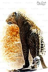 ANM00012 Leopard Hunting