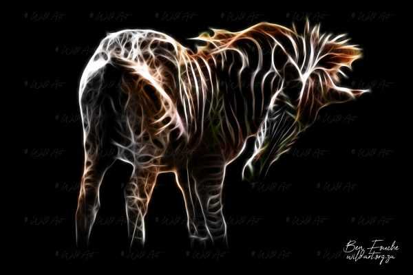 ANM00022 Zebra Filly