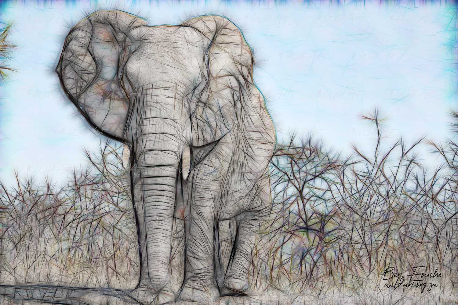 ANM00026 Elephant Bull