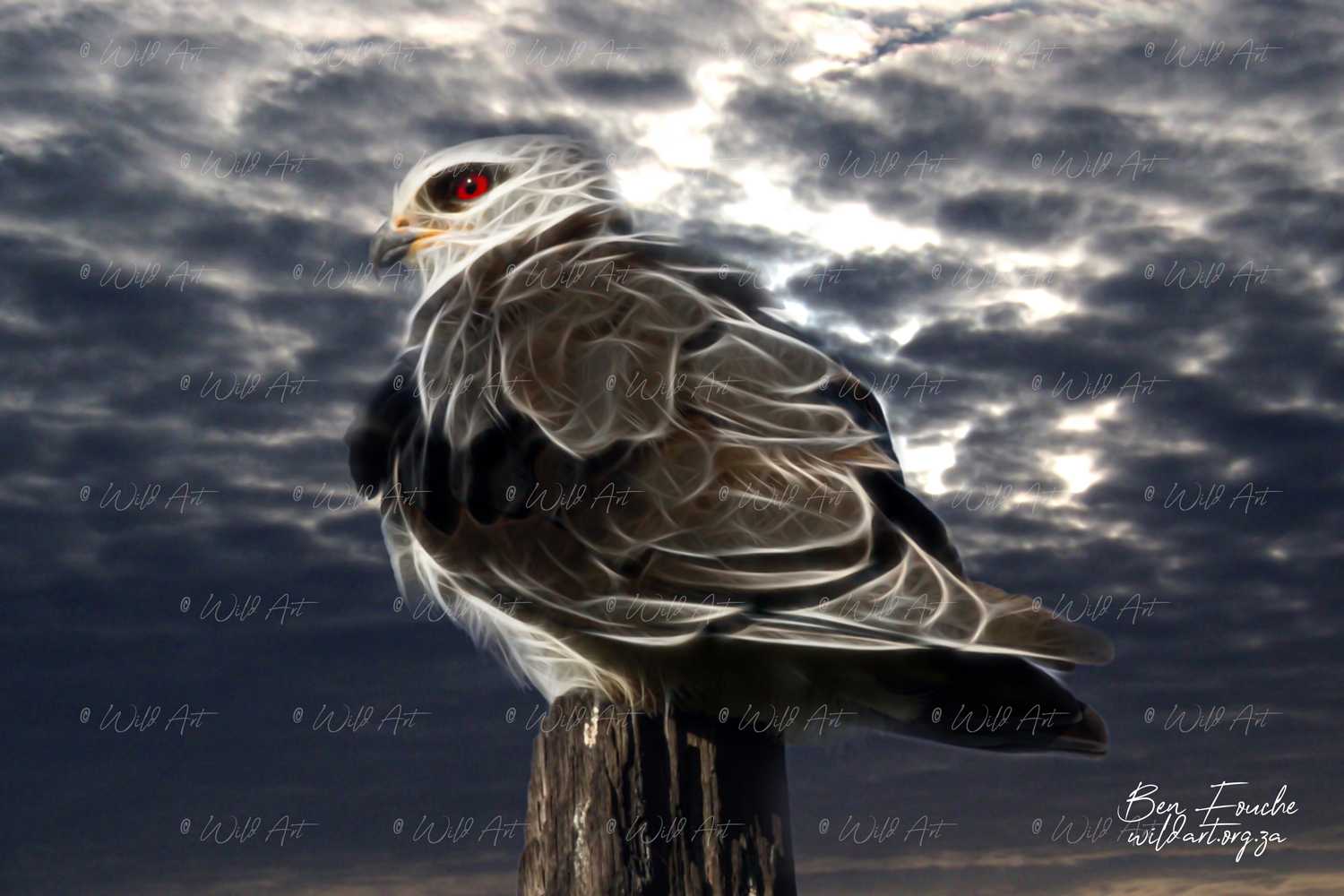 BRD00004 Black-Shouldered Kite
