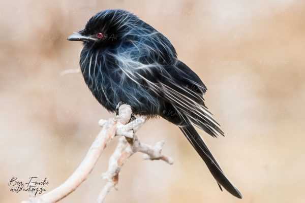 BRD00010 Fork-tailed Drongo