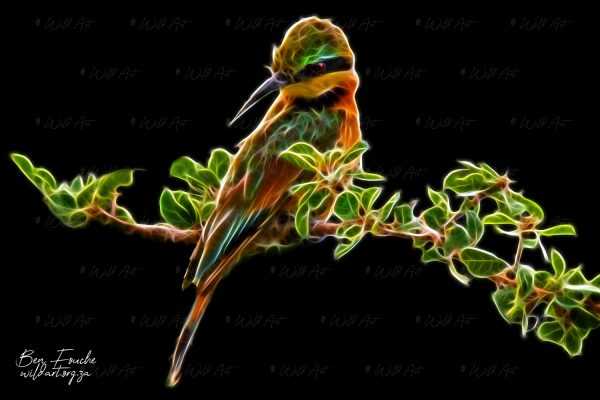 BRD00013 Little Bee-eater