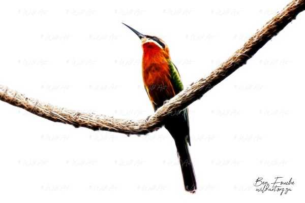 BRD00017 White-fronted Bee-eater