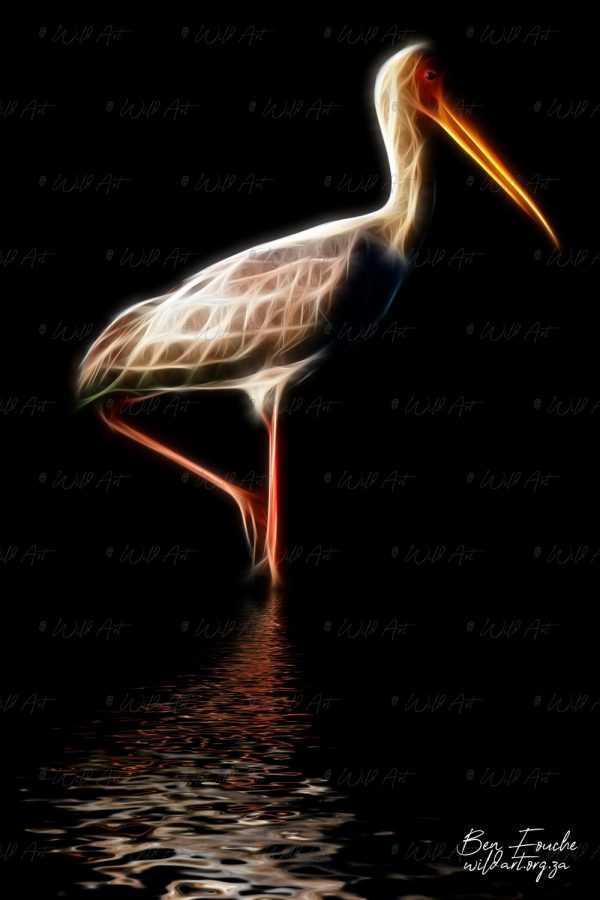 BRD00034-Yellow-billed-Stork
