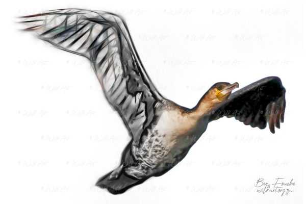 BRD00038 White-breasted Cormorant