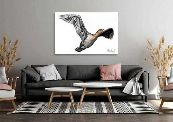 BRD00038 White-breasted Cormorant