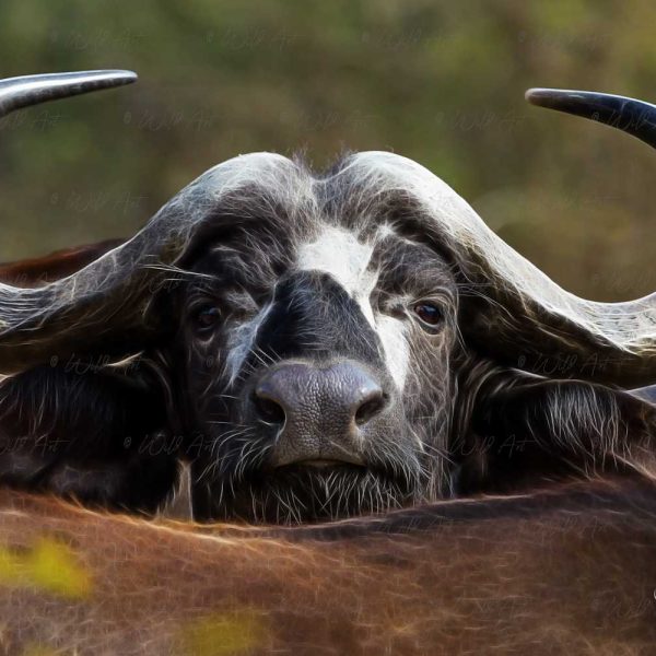 ANM00002-AfricanBuffalo