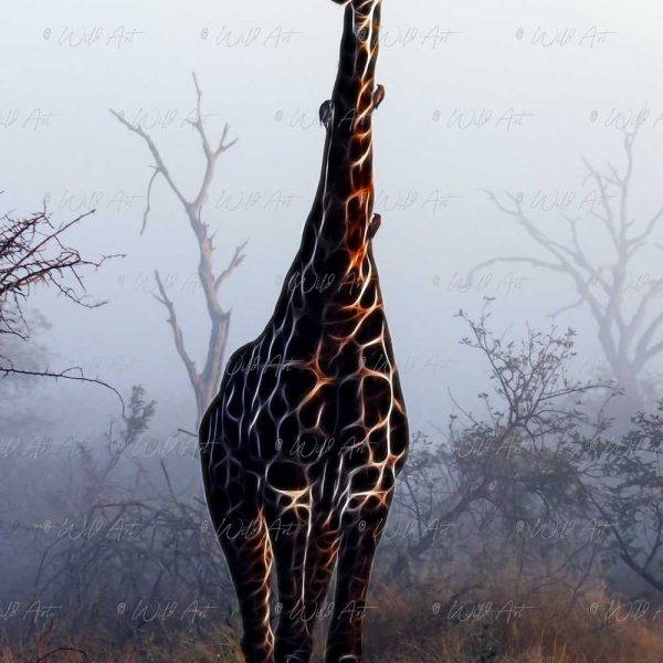 ANM00008 Giraffe