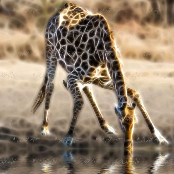 ANM00009-Giraffe-at-Water