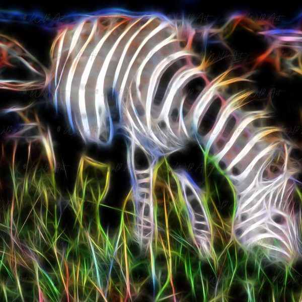 ANM00011 Grazing Zebra