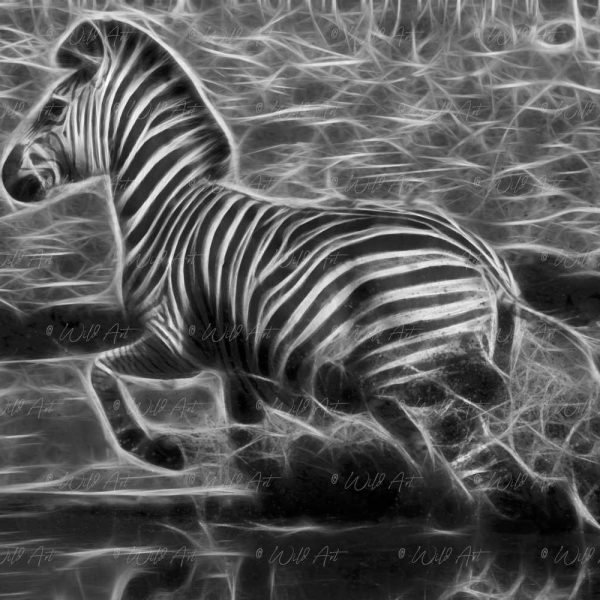 ANM00020-Zebra-Flight-BW