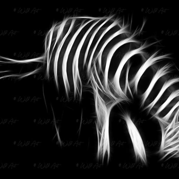 ANM00021-Zebra-Grazing-B&W