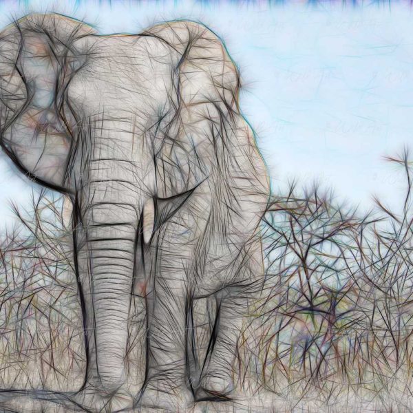 ANM00026 Elephant Bull