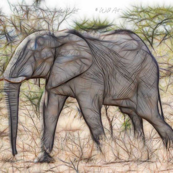 ANM00028 Elephant Walk