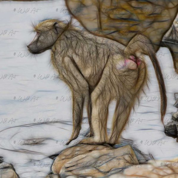 ANM00029 Baboon Sentry