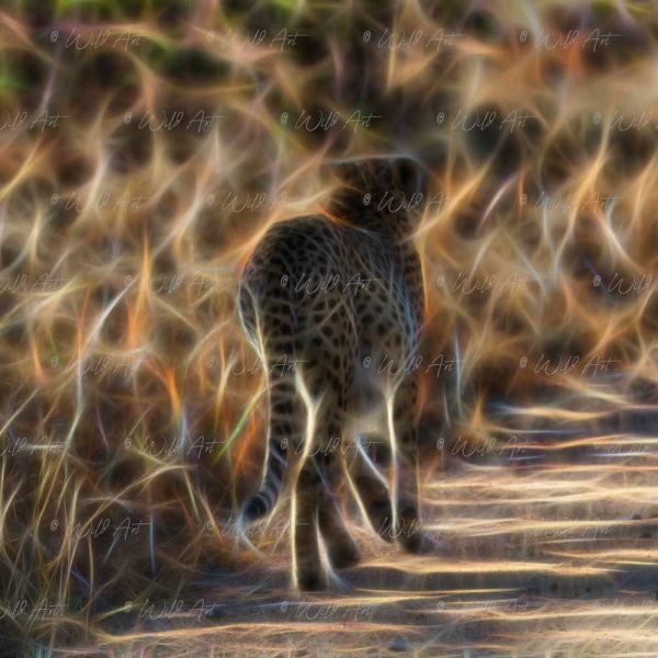 ANM00030 Cheetah Walk