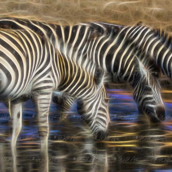 ANM00031 Zebrast at waterhole