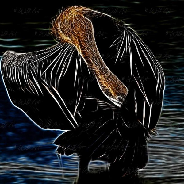 BRD00001 African Darter