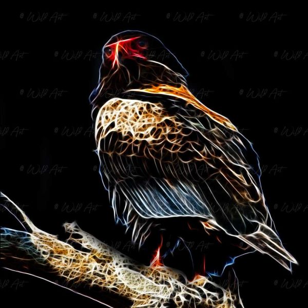 BRD00003 Bateleur