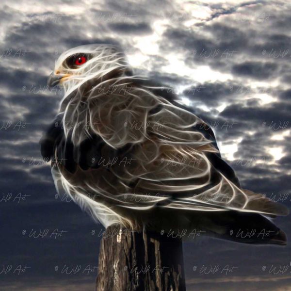 BRD00004 Black-Shouldered Kite