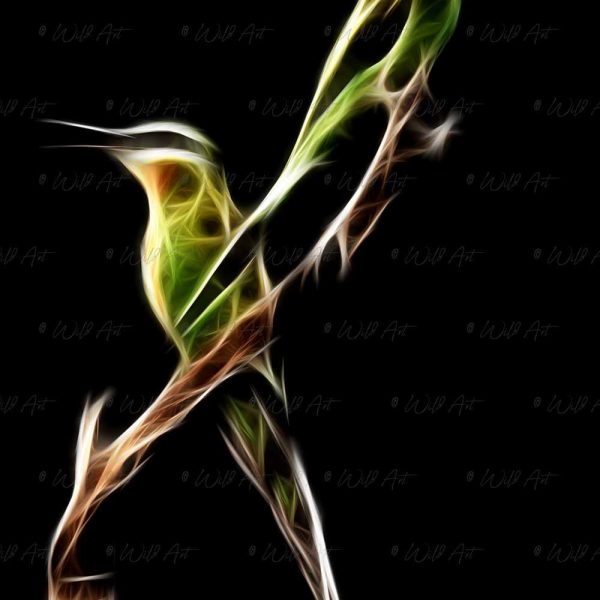 BRD00005 Blue-cheeked Bee-eater