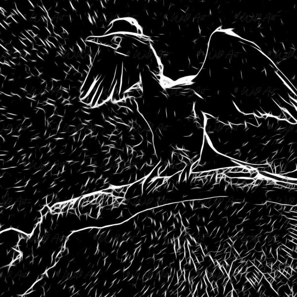 BRD00008 Reed Cormorant