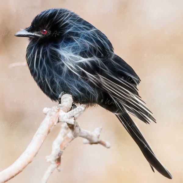 BRD00010 Fork-tailed Drongo
