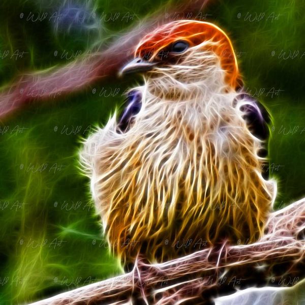 BRD00012 Greater Striped Swallow