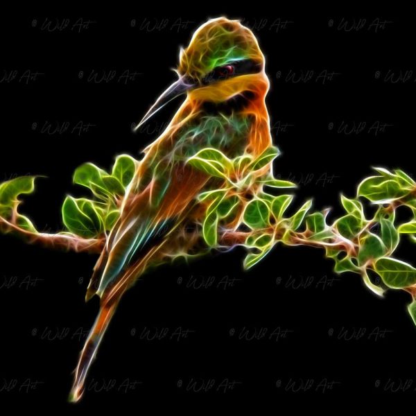 BRD00013 Little Bee-eater