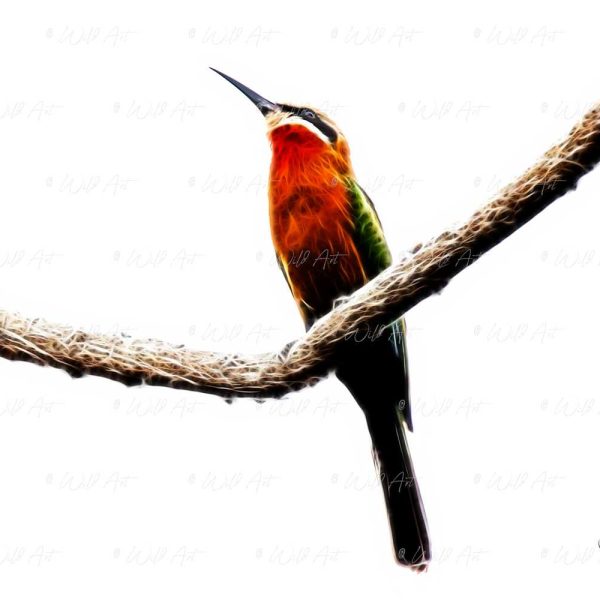 BRD00017 White-fronted Bee-eater
