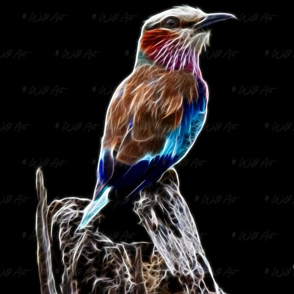 BRD00018 Lilac-breasted Roller