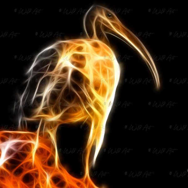 BRD00019 African Sacred Ibis