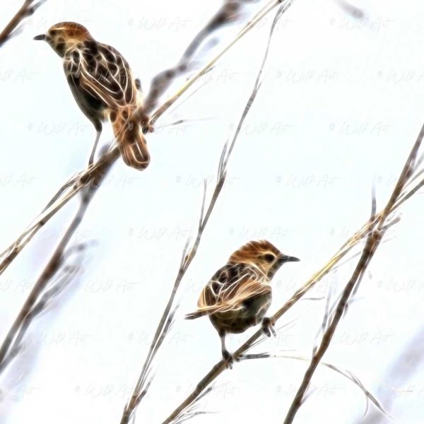 Cisticolas