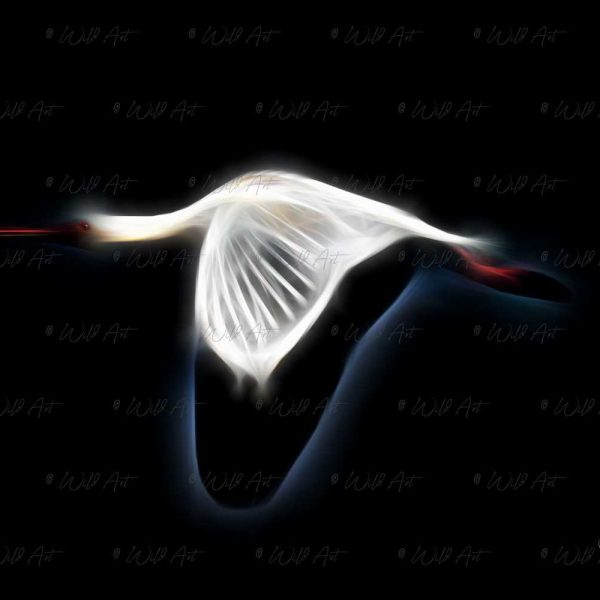 BRD00027 African Spoonbill