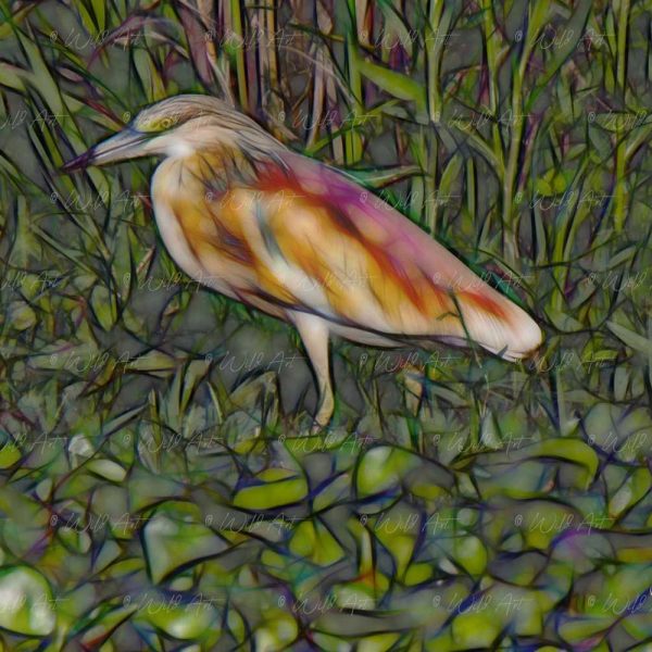 BRD00029 Squacco Heron