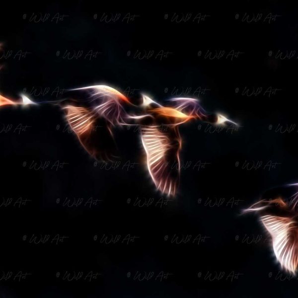 BRD00032 White-faced Duck