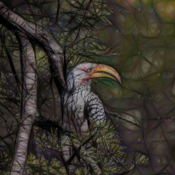 BRD00033 Southern Yellow-Billed Hornbill