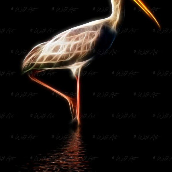 BRD00034-Yellow-billed-Stork