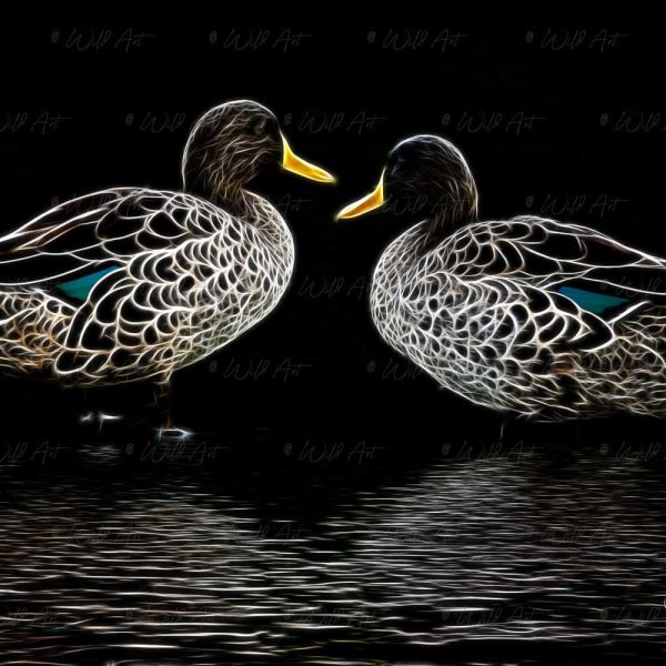 BRD00035 Yellow-billed-Ducks