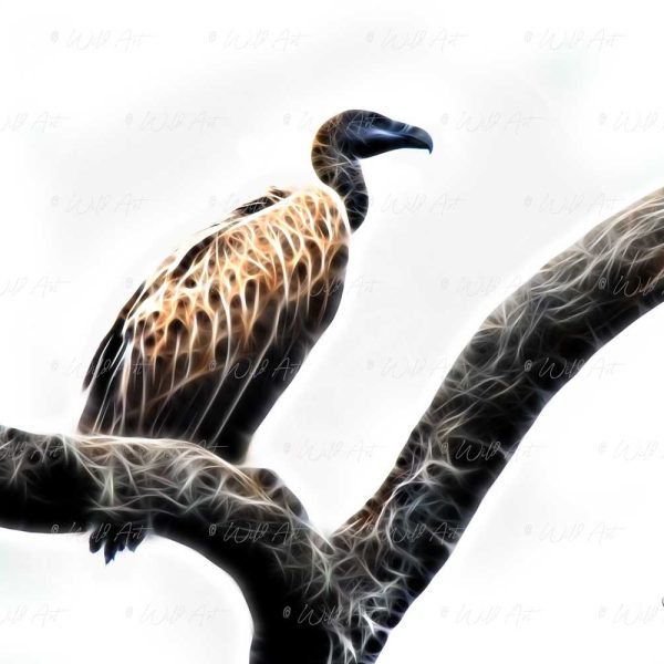 BRD00037 White-backed Vulture