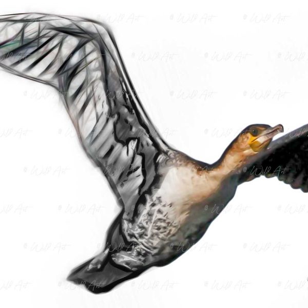 BRD00038 White-breasted Cormorant