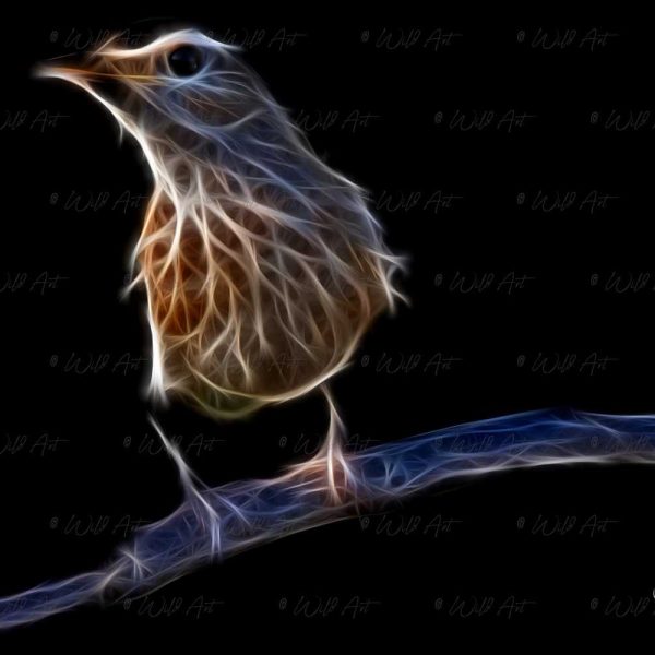 BRD00039 White-Browed Scrub-robin