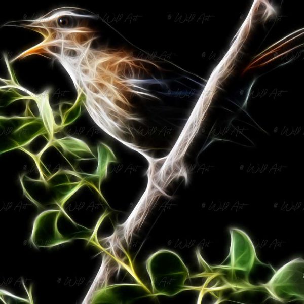 BRD00040 White-browed Scrub-Robin - Alert Call