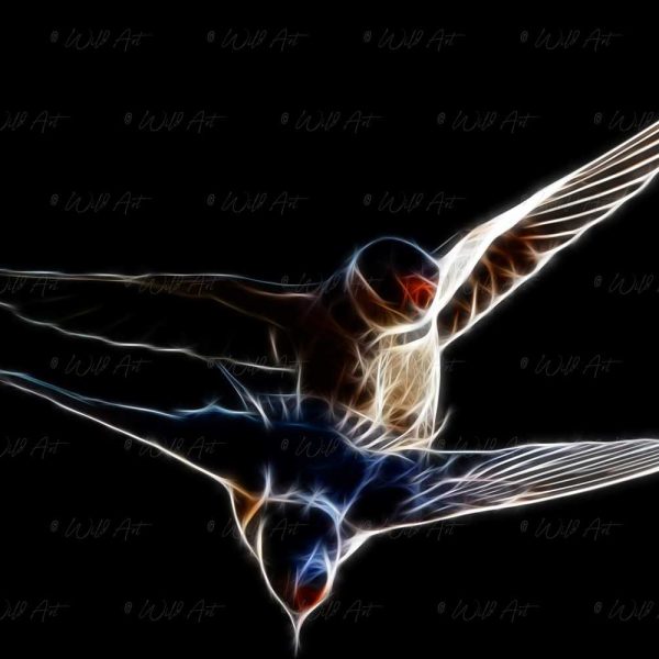 BRD00041 White-Throated Swallows