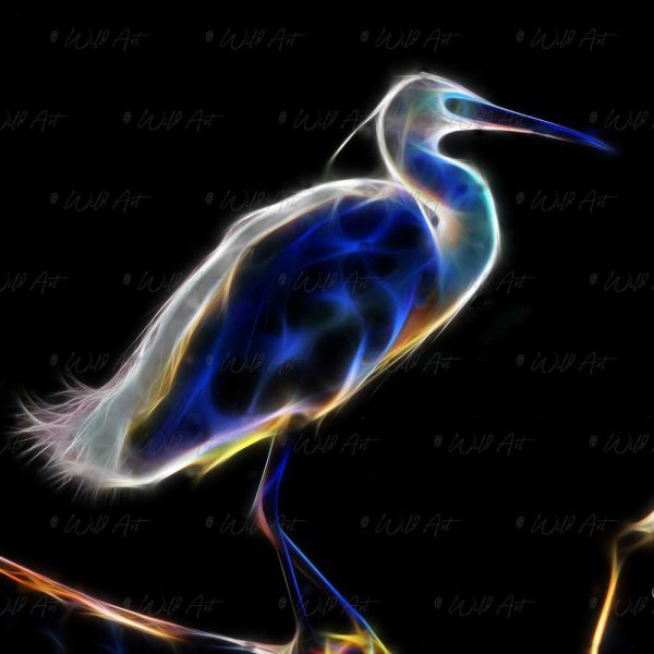 BRD00042 Little Egret Blue