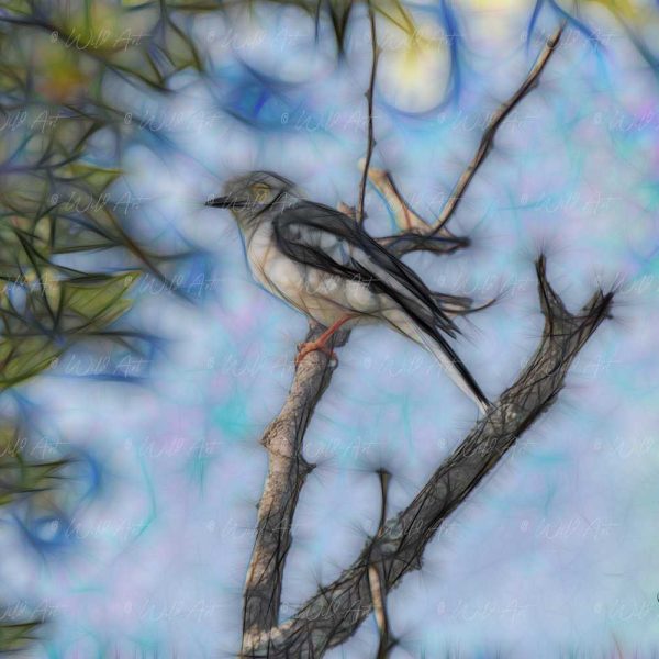 BRD00043-White-Helmit-Shrike