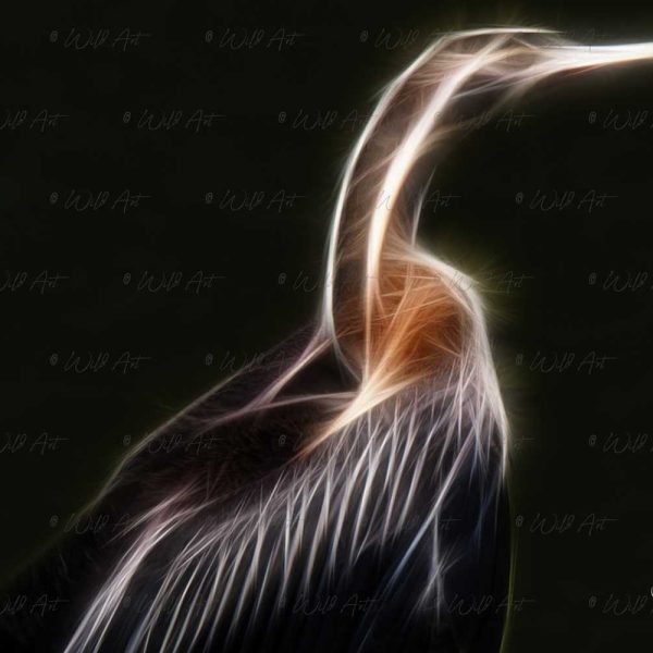 BRD00044-African-Darter 2