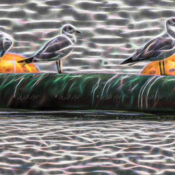 BRD00045 Grey-headed Gulls