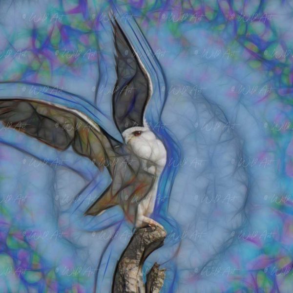 BRD00046 Black-Sholdered Kite 2