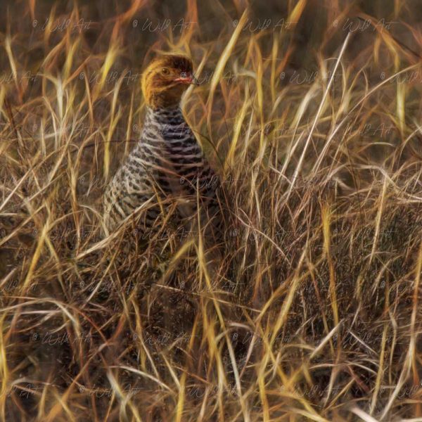 BRD00047 Coqui Francolin